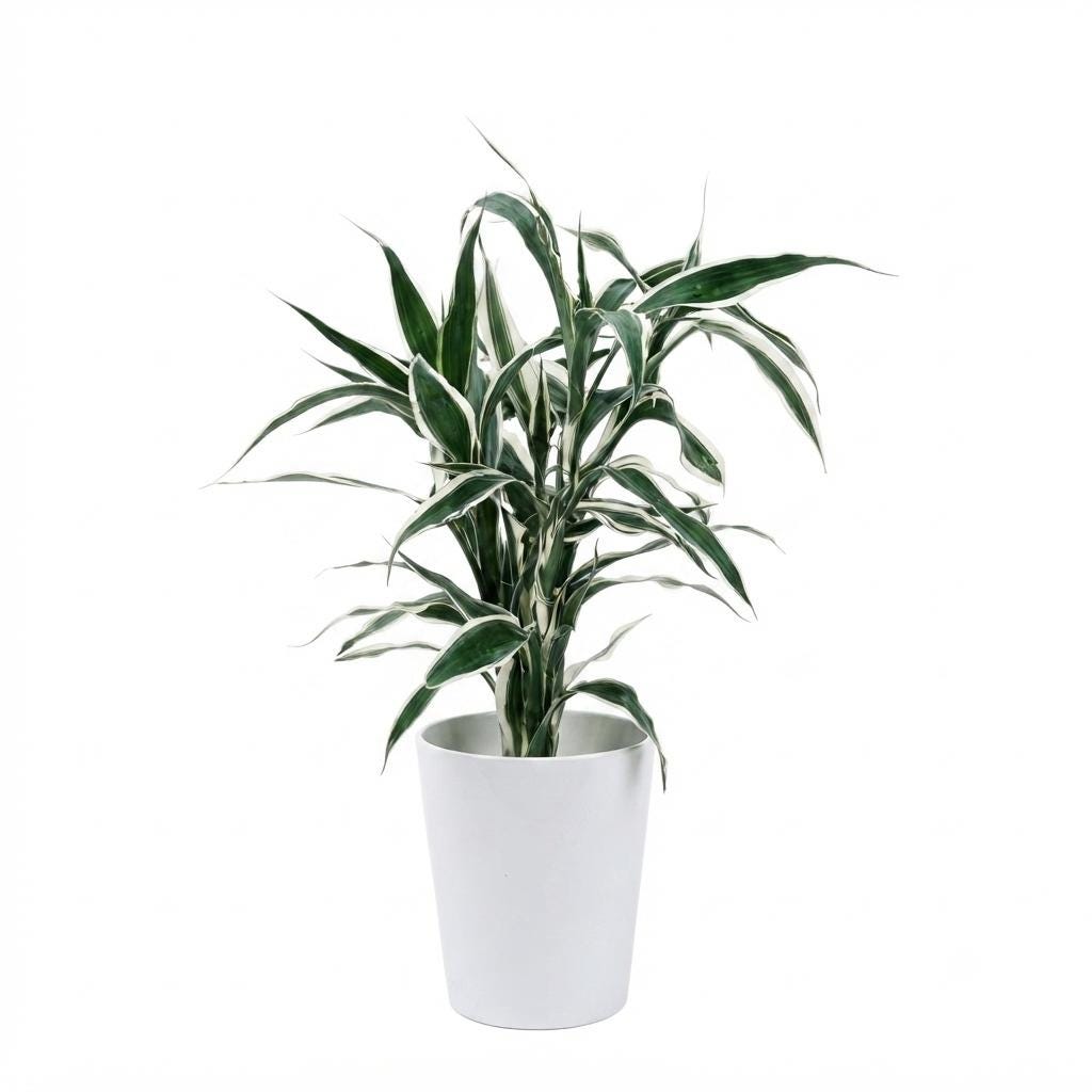 Hydroponic Dracaena Sanderiana Live Plant in 4.25" White Ceramic Pot | Lucky Bamboo Relative | Easy Care Indoor Air Purifying Houseplant