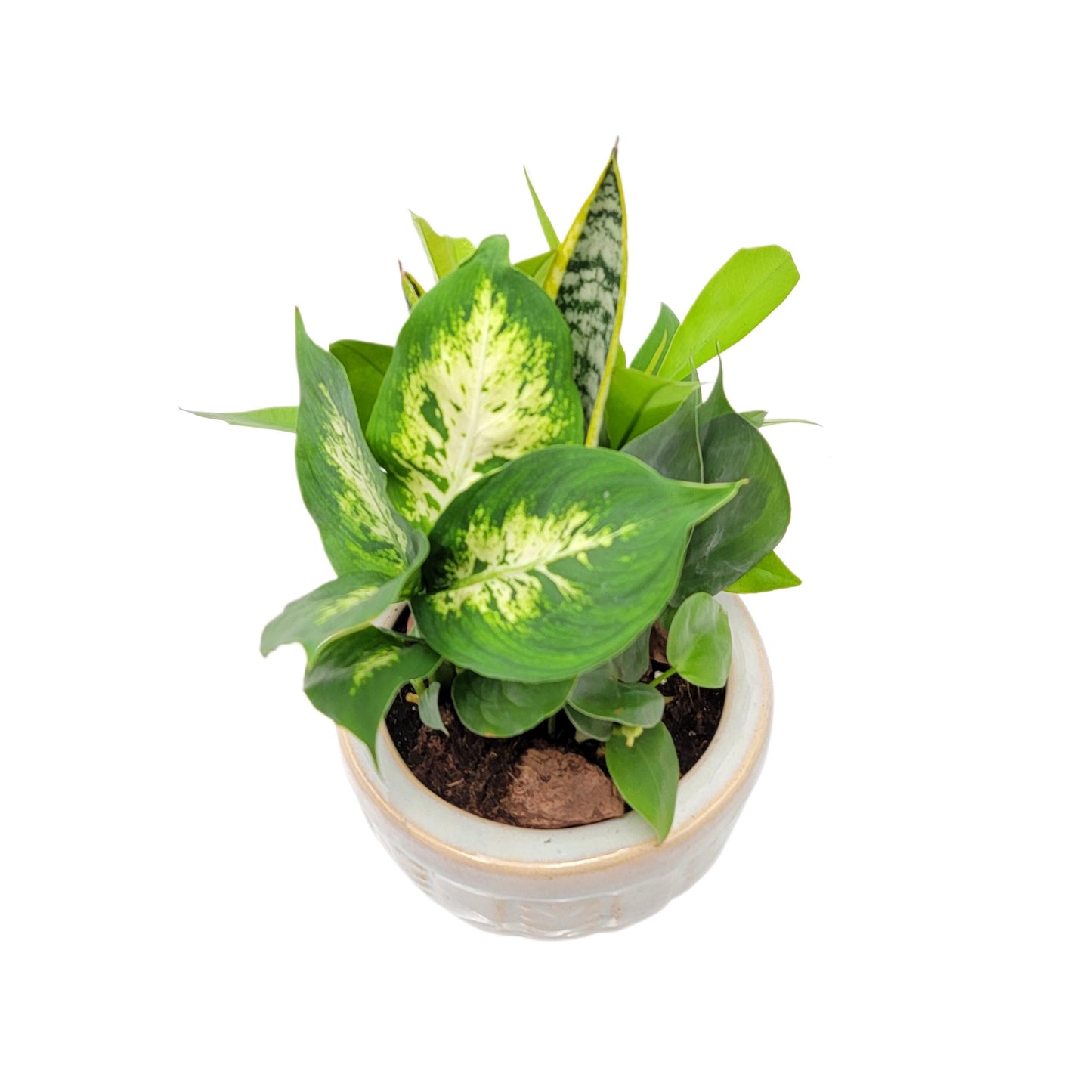6-Inch Ceramic Dish Garden - Live Indoor Plant Arrangement, Foliage Houseplant Combination in Decorative Planter