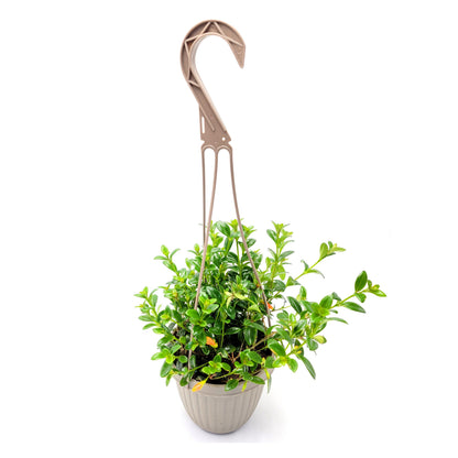 6" Hanging Basket of Goldfish Plant, Nematanthus gregarious – Houseplants, Flowering Plants, Foliage Plants, Home Décor
