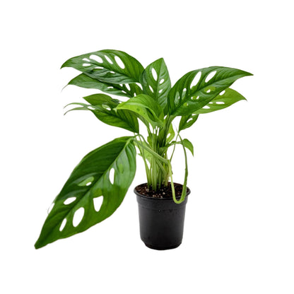 Rare Tropical Charm: Monstera Adansonii 'Swiss Cheese," Easy Care & Iconic Foliage Live Indoor Houseplant, Air Purifying Plant, 4-inch Pot