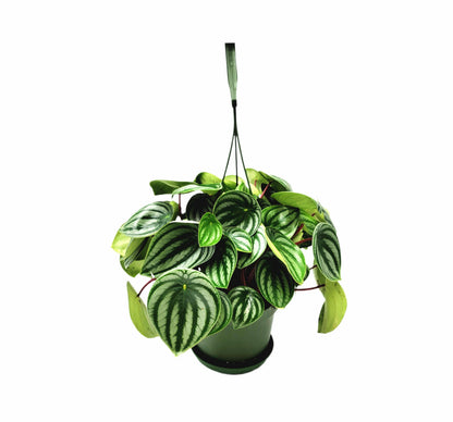 Watermelon Peperomia, Peperomia argyreia, Peperomia Watermelon, Watermelon Plants – Houseplants, Foliage Plants, Ground Covers, 6" Pot