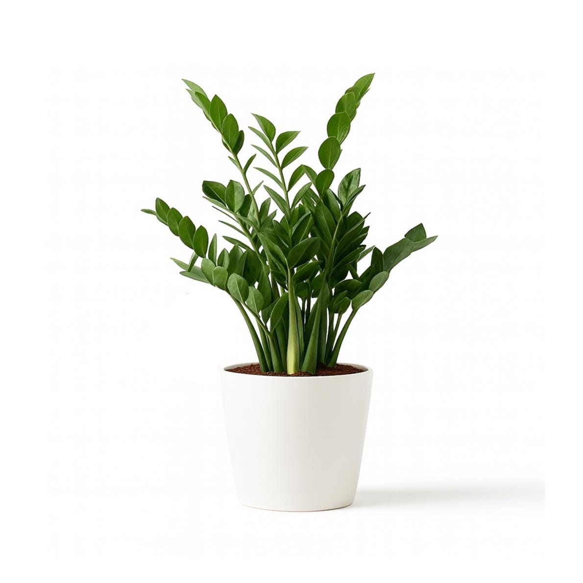 ZZ Plant in 6-inch Pot, Live Indoor Plant, Air Purifier, Low Light Resilient.