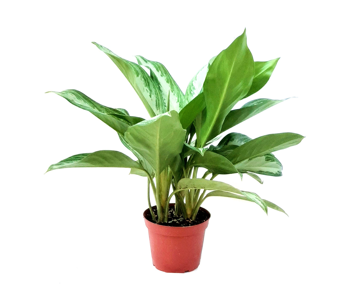 6” Aglaonema Silver Bay, Aglaonema Maria, Chinese Evergreen – Houseplants, Air Purifiers, Gifts, Lucky Plants