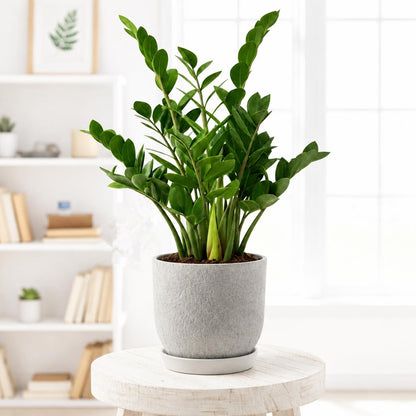 ZZ Plant in 6-inch Pot, Live Indoor Plant, Air Purifier, Low Light Resilient.