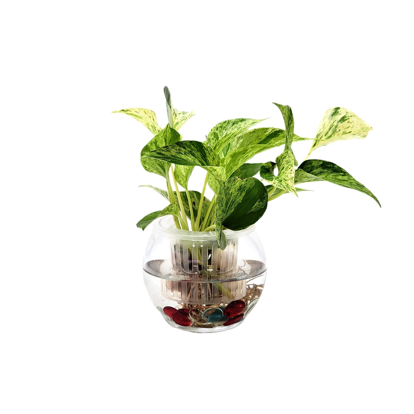 Marble Queen Pothos in Modern Hydroponic Glass Bowl with Net Cup - Indoor Plants, Low Light Houseplants, Free Heat Pack