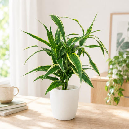 Hydroponic Dracaena Sanderiana Live Plant in 4.25" White Ceramic Pot | Lucky Bamboo Relative | Easy Care Indoor Air Purifying Houseplant