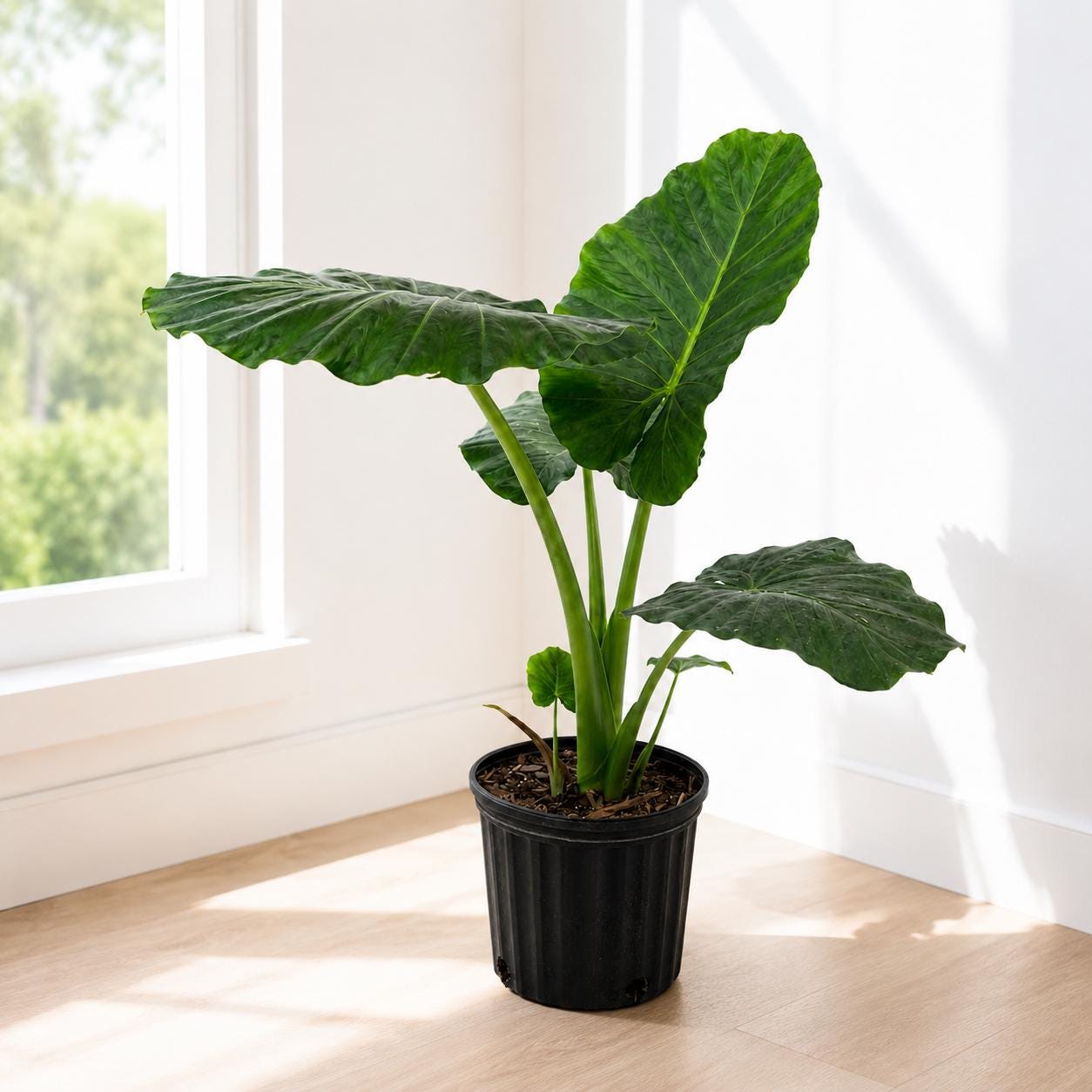 10” Elephant Ear Plant (Alocasia) – Large Tropical Indoor Houseplant for Bright Spaces