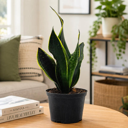 Sansevieria ‘Fabi’ Snake Plant in 6-Inch Nursery Pot – Easy Low Light Indoor Houseplant