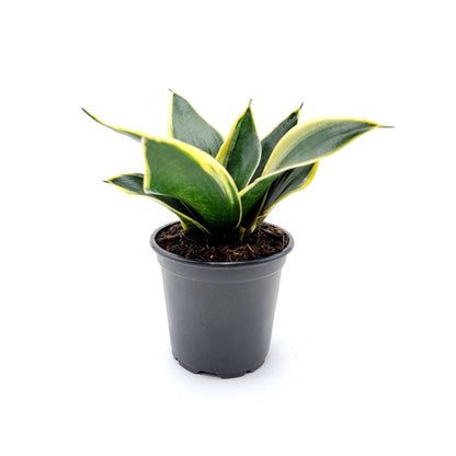 Snake Plant ‘Star Power’ Yellow, Dracaena trifasciata, Sansevieria trifasciata, Air Purifier, Low-Light - 4” Pot - Free Heatpack