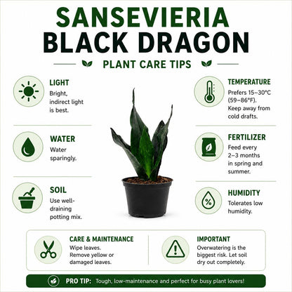Sansevieria Black Dragon Snake Plant in 6-Inch Nursery Pot – Easy Low Light Indoor Houseplant