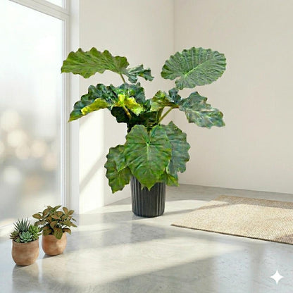 10” Alocasia Low Rider Elephant Ear Plant – Rare Tropical Indoor Plant with Ruffled Green Leaves