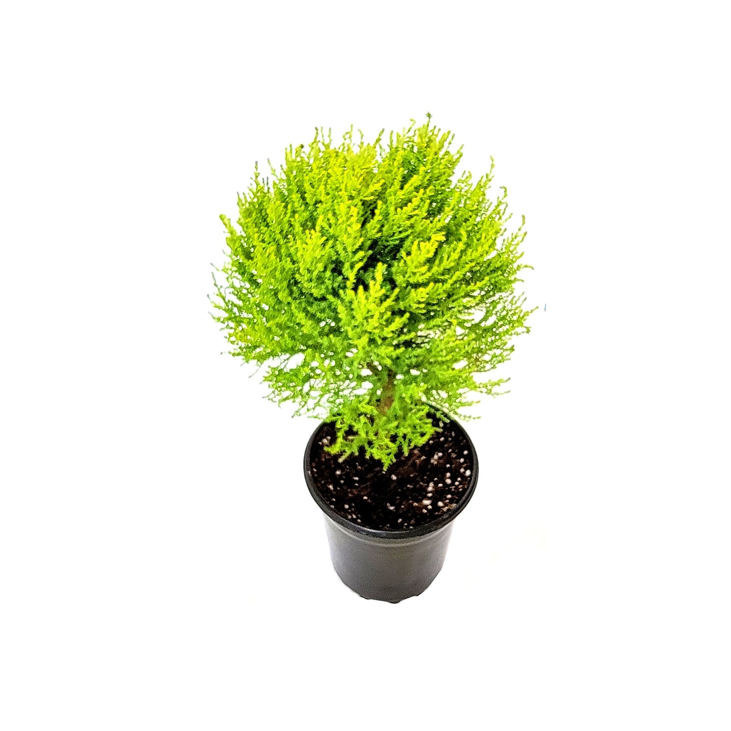 6"- Deep Pot of Topiary Lemon Cypress Tree, Cupressus macrocarpa, Goldcrest Cypress – Lemon Fragrance, Bonsai Plants, Gifts