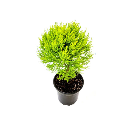 6"- Deep Pot of Topiary Lemon Cypress Tree, Cupressus macrocarpa, Goldcrest Cypress – Lemon Fragrance, Bonsai Plants, Gifts