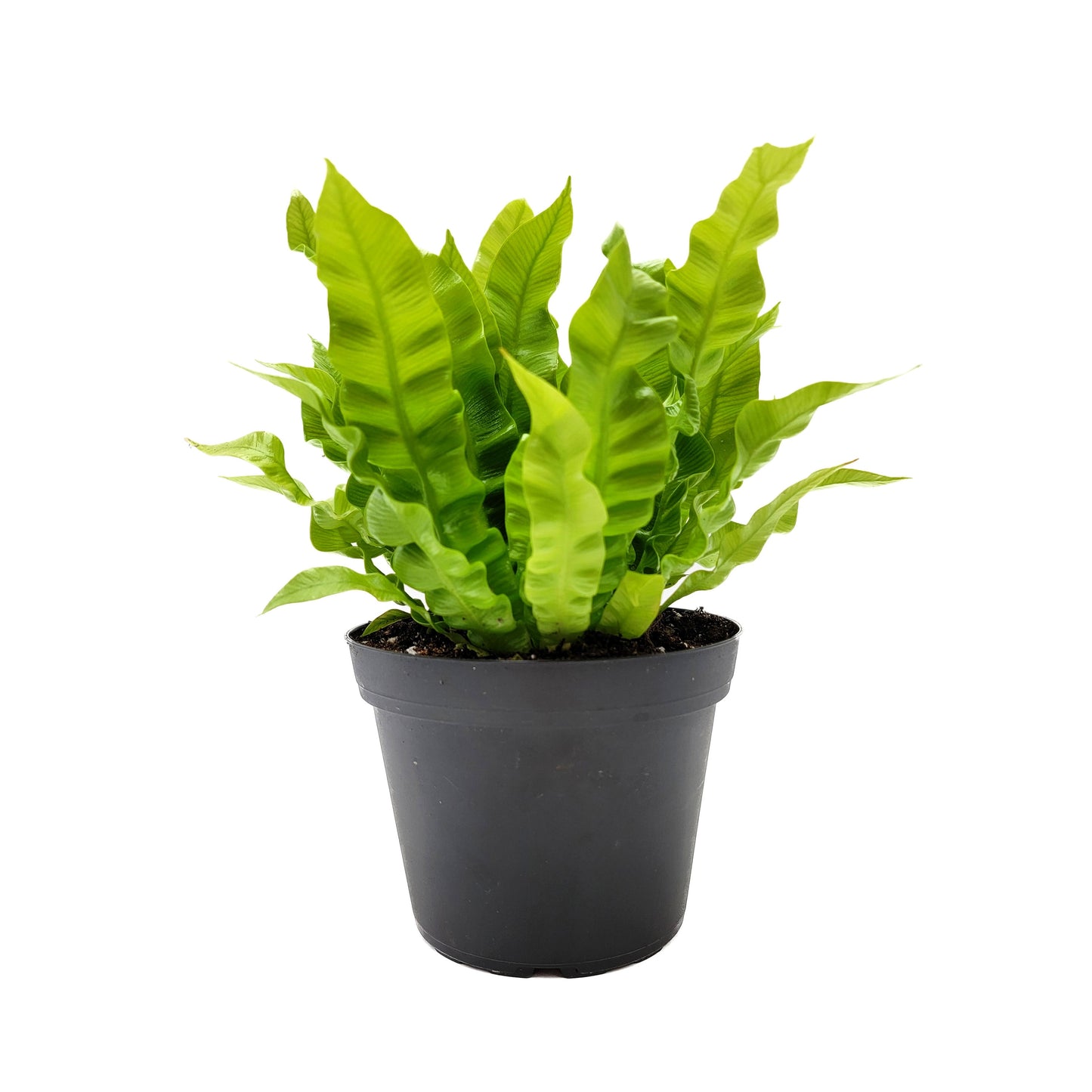 Crispy Wave Fern, Asplenium Nidus, Birds Nest Fern – Houseplants, Gift Plants, Bathroom Plants, Terrarium Plants, Air Purifier – 6” Pot