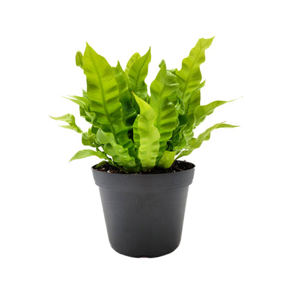 Crispy Wave Fern, Asplenium Nidus, Birds Nest Fern – Houseplants, Gift Plants, Bathroom Plants, Terrarium Plants, Air Purifier – 6” Pot