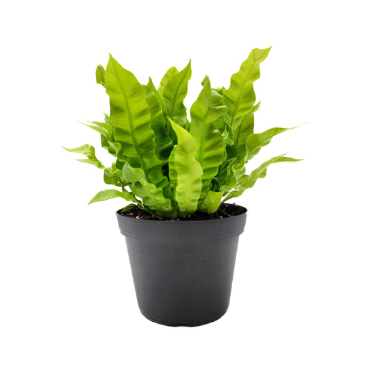 Crispy Wave Fern, Asplenium Nidus, Birds Nest Fern – Houseplants, Gift Plants, Bathroom Plants, Terrarium Plants, Air Purifier – 6” Pot
