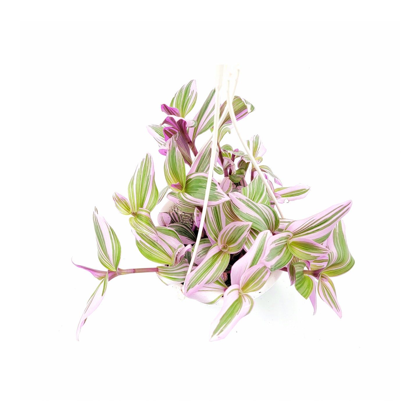 Fantasy Venice Wandering Jew/Tradescantia Nanouk/Tradescantia albiflora Nanouk – House Plants/Hanging Basket/Gift – 6" Hanging Basket