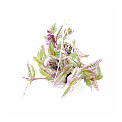 Fantasy Venice Wandering Jew/Tradescantia Nanouk/Tradescantia albiflora Nanouk – House Plants/Hanging Basket/Gift – 6" Hanging Basket