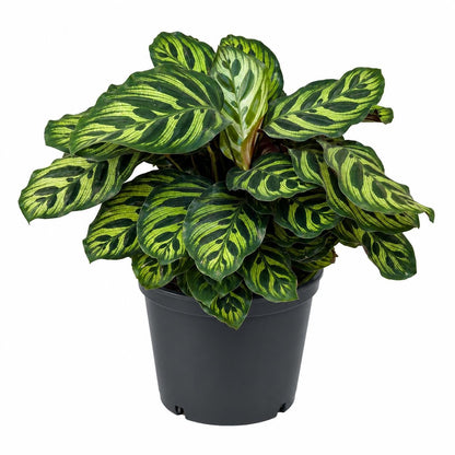10” Calathea Peacock Plant in Nursery Pot – Large Tropical Indoor Prayer Plant for Home & Office Décor