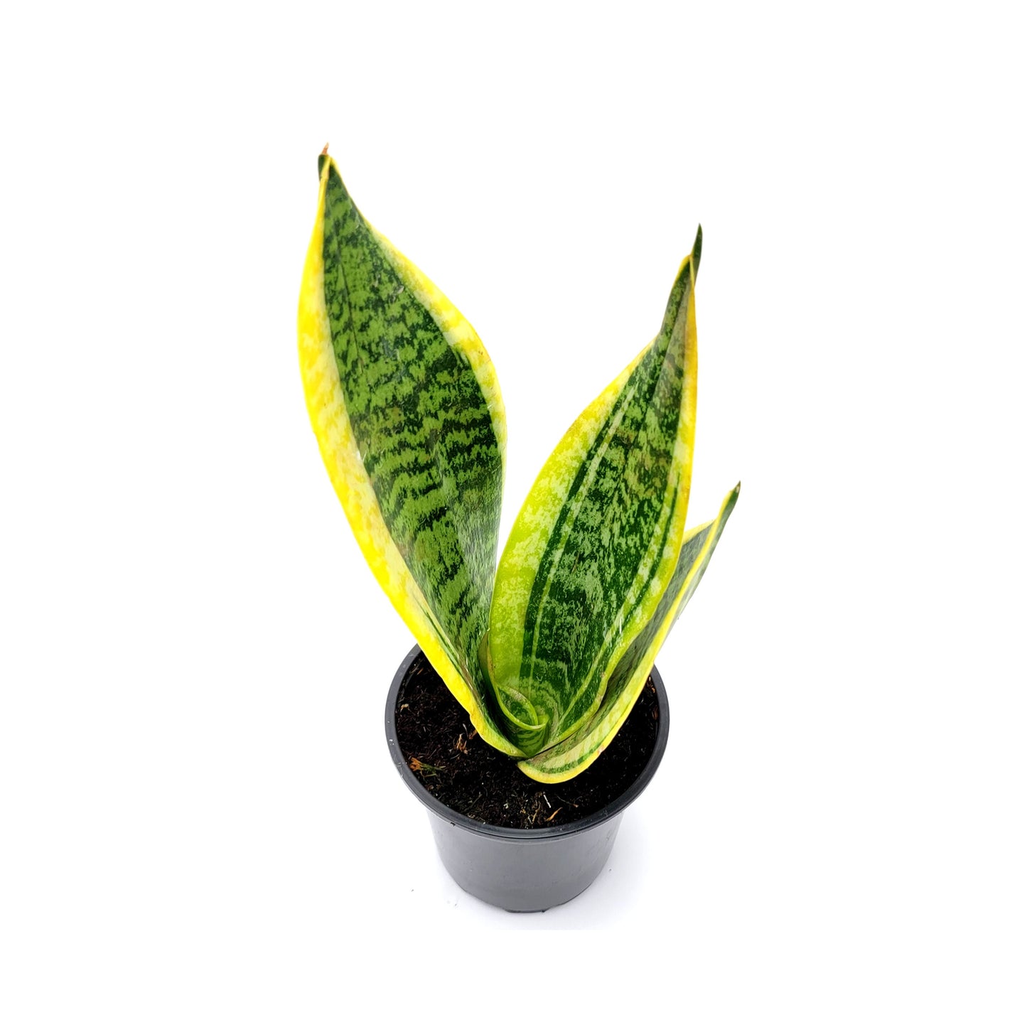 Snake Plant ‘Futura Superba’, Dracaena trifasciata, Sansevieria trifasciata, Air Purifier, Low-Light – 4” Pot - Free Heatpack