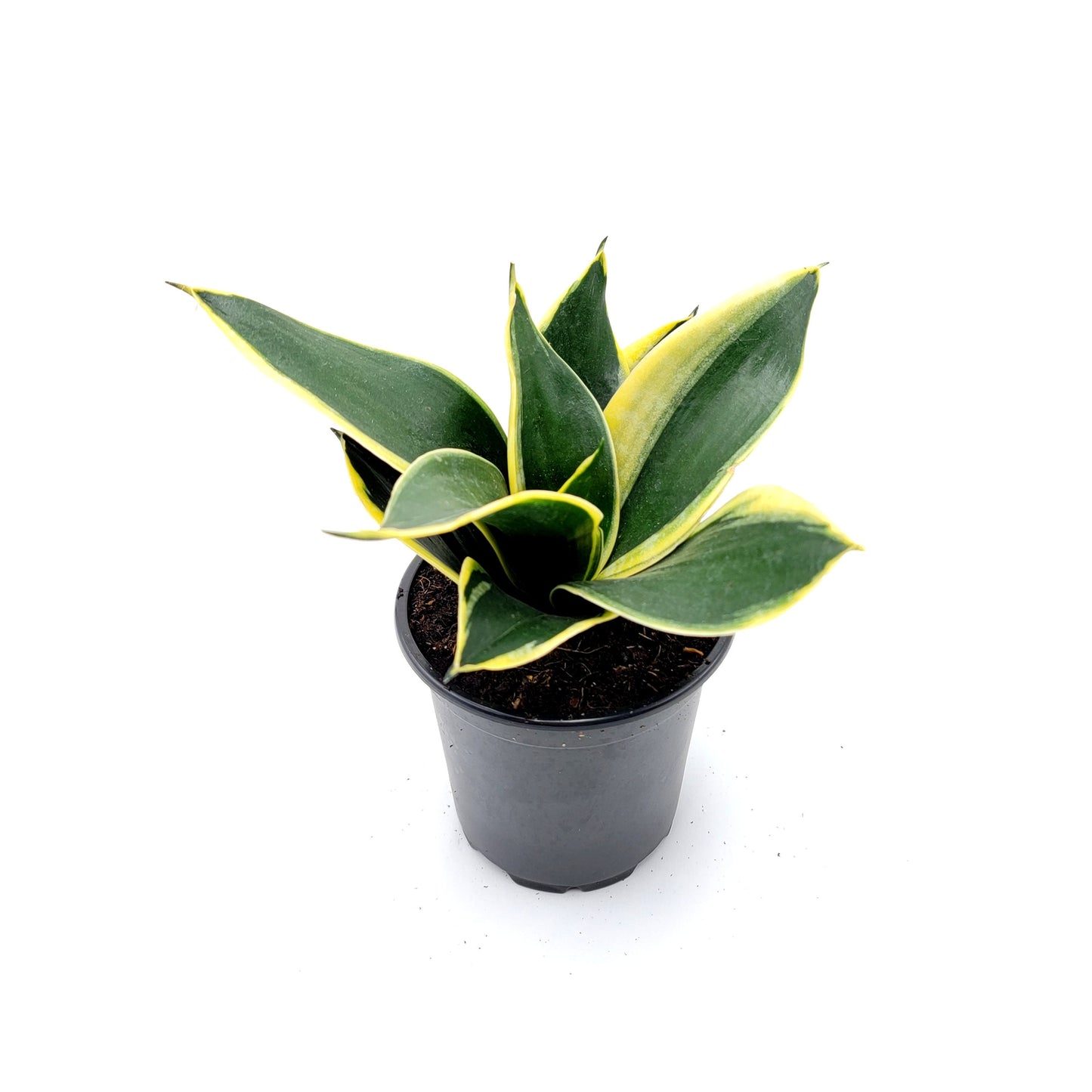 Snake Plant ‘Star Power’ Yellow, Dracaena trifasciata, Sansevieria trifasciata, Air Purifier, Low-Light - 4” Pot - Free Heatpack