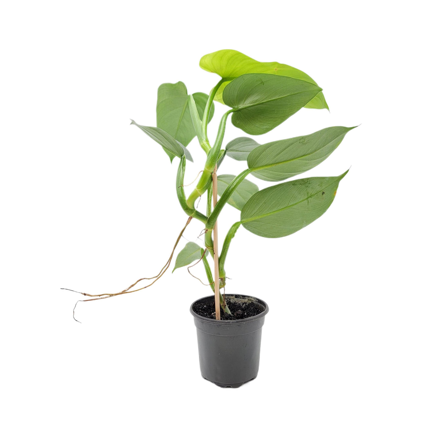 Philodendron Silver Sword, Philodendron hastatum – 4” Pot