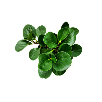 Peperomia Green, Peperomia obtusifolia, Baby Rubberplant, Pepper Face - House Plants, Tropical Plants, Foliage plants - 6" Pot
