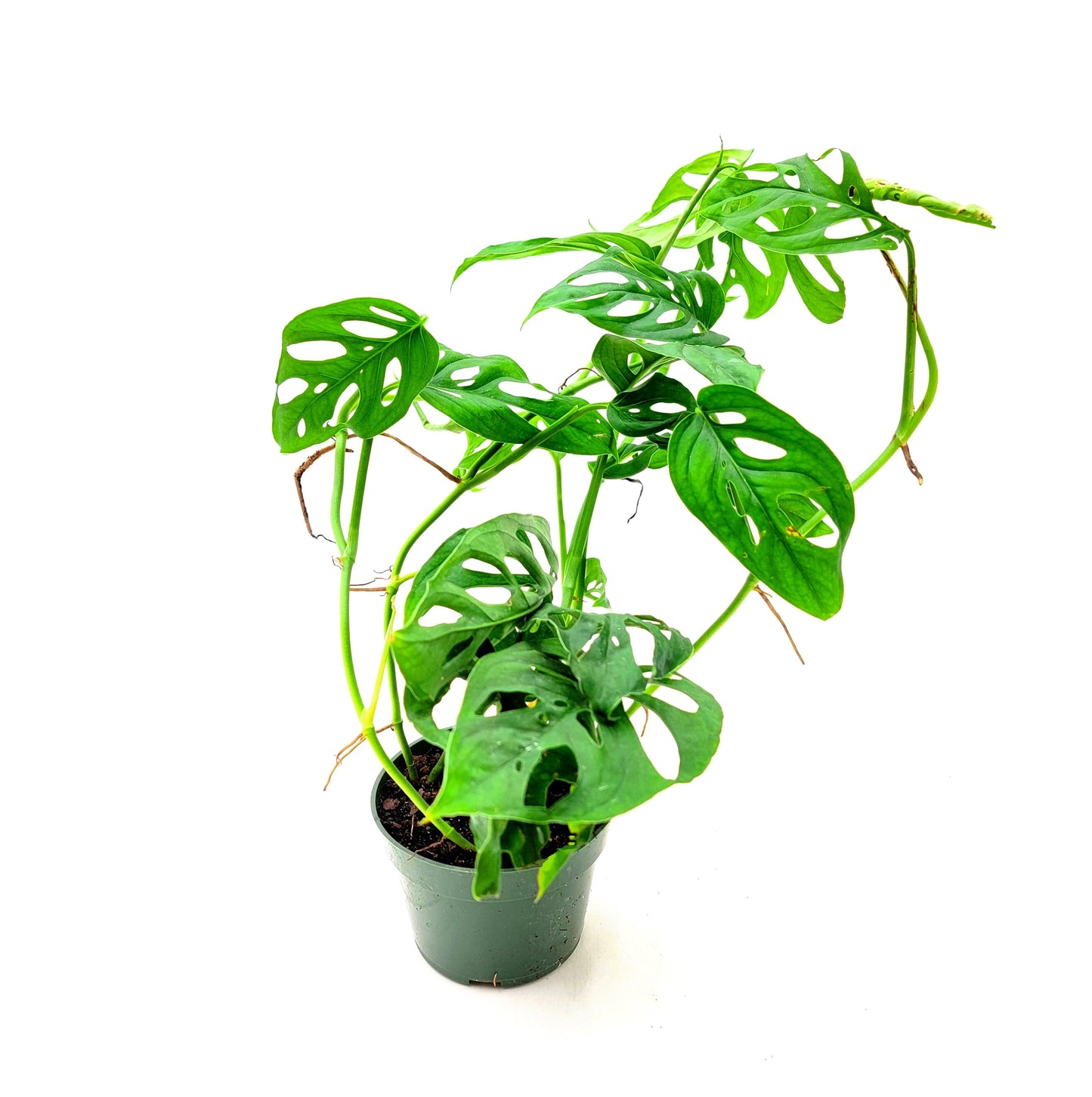 Rare Tropical Charm: Monstera Adansonii 'Swiss Cheese," Easy Care & Iconic Foliage Live Indoor Houseplant, Air Purifying Plant, 4-inch Pot