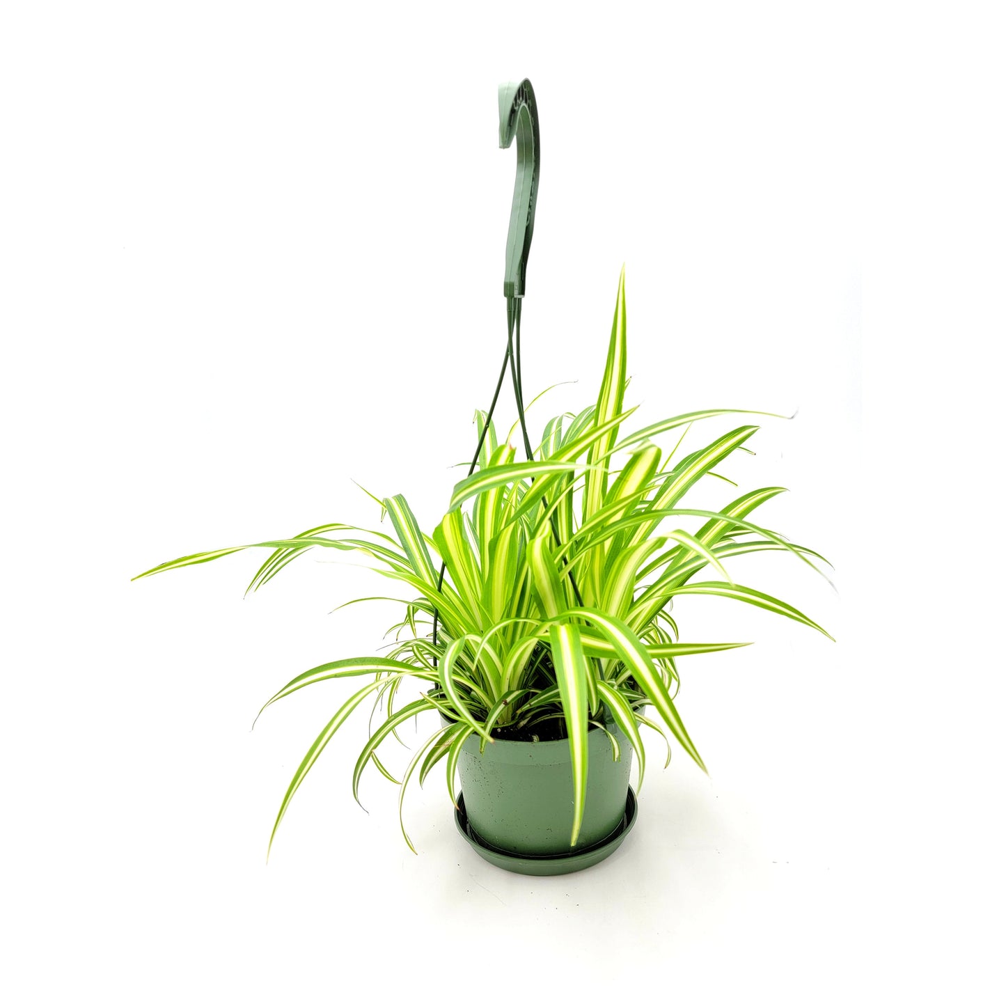 Variegated Spider Plant, Chlorophytum comosum ‘Vittatum’, Airplane Plant, Air Cleaner, House Plants – 6” Hanging Basket