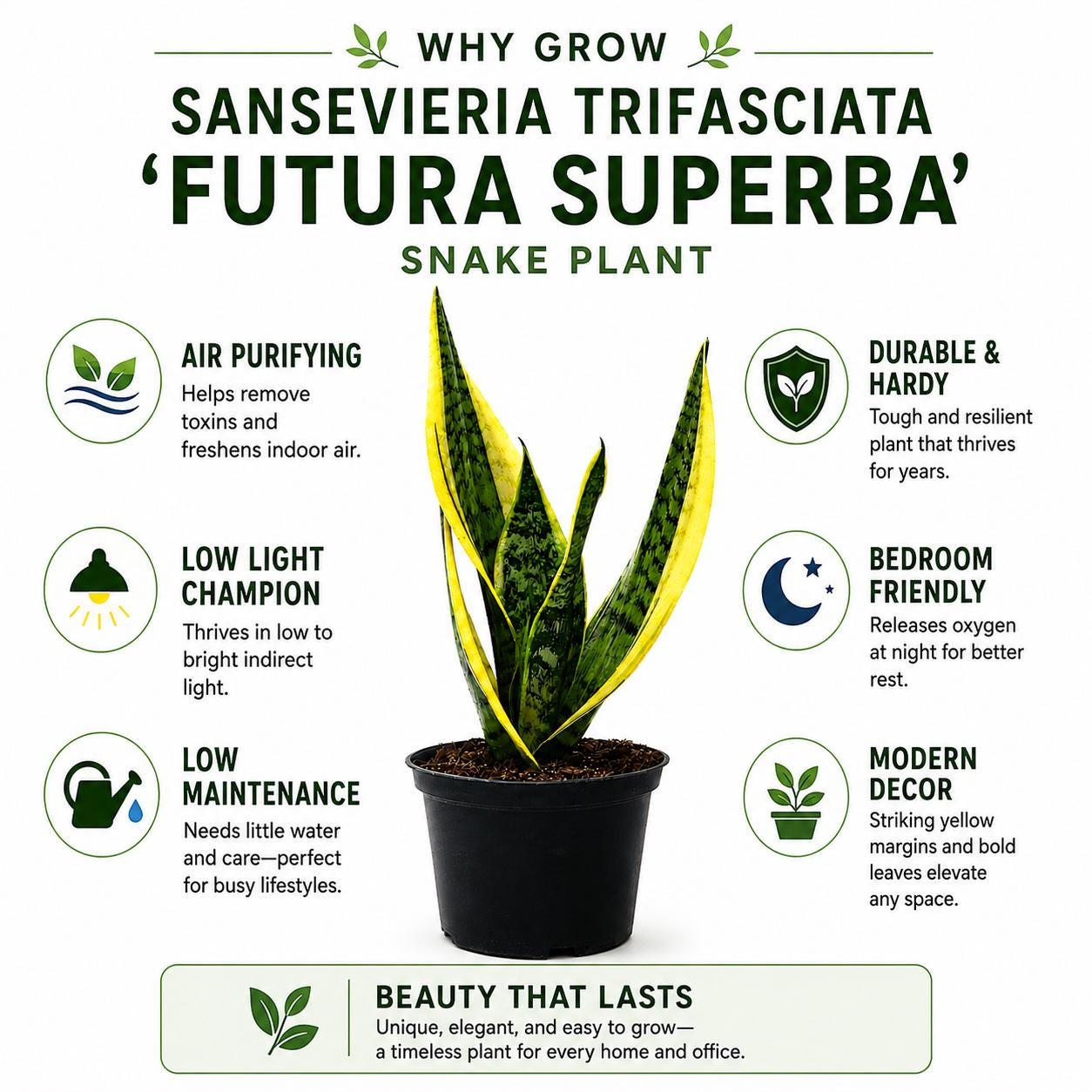 Sansevieria Futura Superba Snake Plant in 6-Inch Nursery Pot – Easy Indoor Low Light Houseplant
