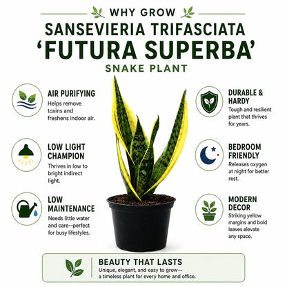 Sansevieria Futura Superba Snake Plant in 6-Inch Nursery Pot – Easy Indoor Low Light Houseplant