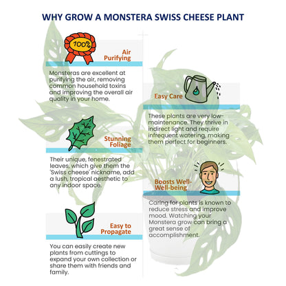 Rare Tropical Charm: Monstera Adansonii 'Swiss Cheese," Easy Care & Iconic Foliage Indoor Houseplant, Air Purifying Plant, 6-inch Decor Pot