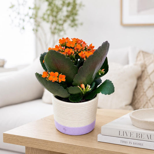 Live Blooming Kalanchoe Succulent in Decorative Ceramic Pot (4.5"), Easy-Care Flowering Houseplant, Assorted Flower & Pot Colors