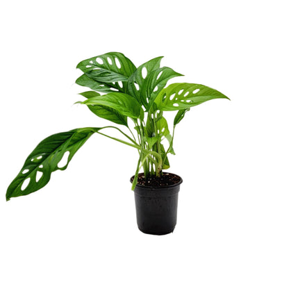 Rare Tropical Charm: Monstera Adansonii 'Swiss Cheese," Easy Care & Iconic Foliage Live Indoor Houseplant, Air Purifying Plant, 4-inch Pot