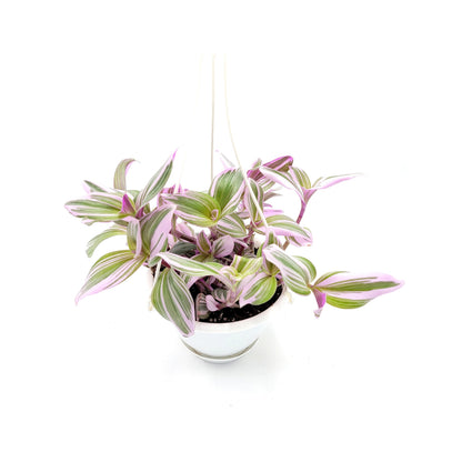 Fantasy Venice Wandering Jew/Tradescantia Nanouk/Tradescantia albiflora Nanouk – House Plants/Hanging Basket/Gift – 6" Hanging Basket