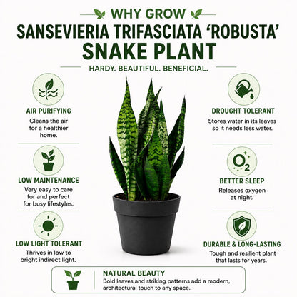 Sansevieria Robusta Snake Plant in 6-Inch Nursery Pot – Easy Low Light Indoor Houseplant
