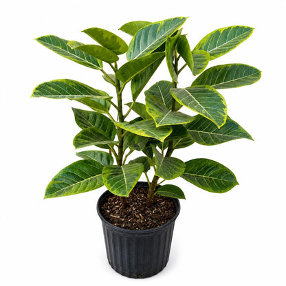 12” Ficus Altissima Yellow Gem Plant – Variegated Tropical Indoor Floor Plant