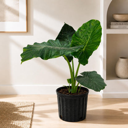 10” Elephant Ear Plant (Alocasia) – Large Tropical Indoor Houseplant for Bright Spaces