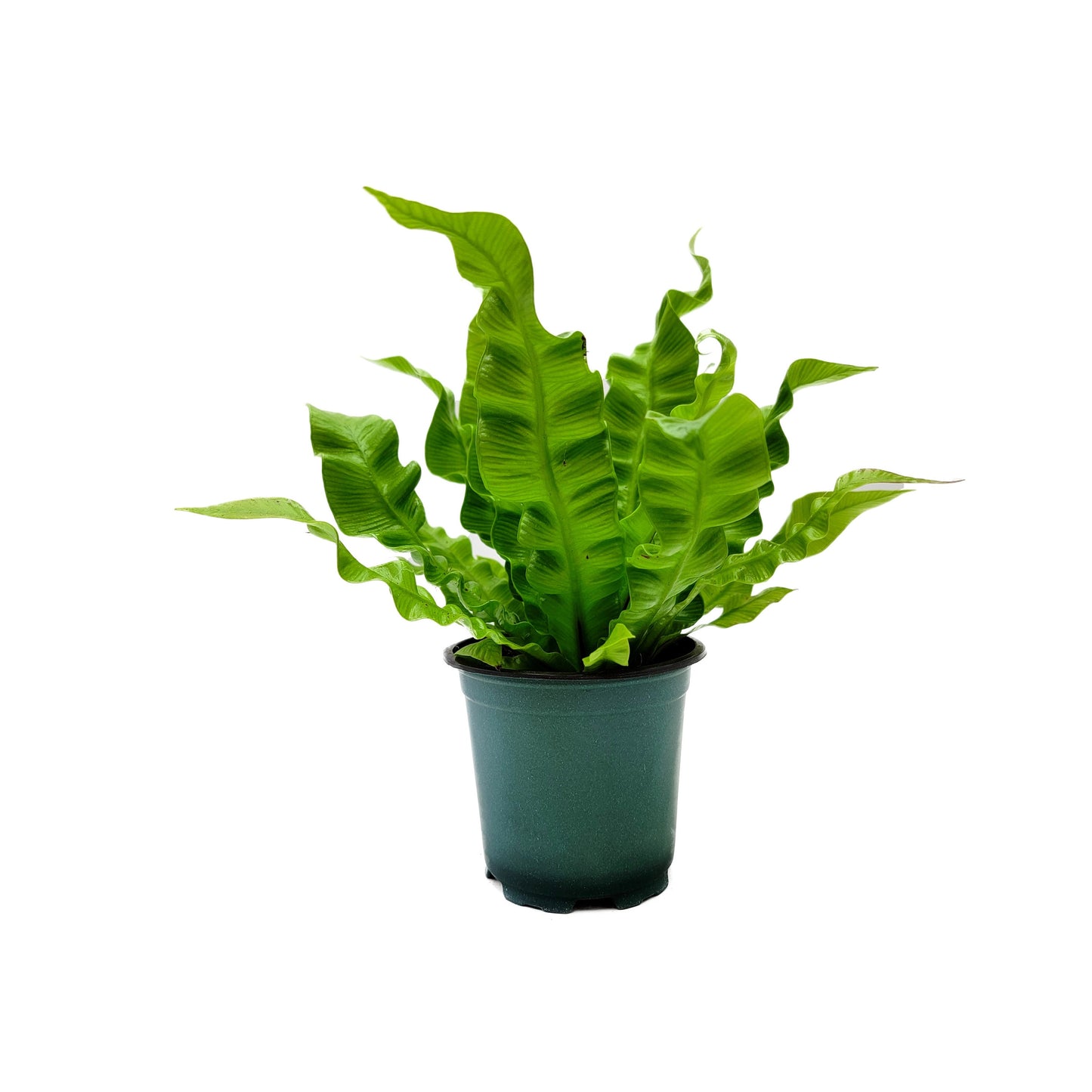 Crispy Wave Fern, Asplenium Nidus, Birds Nest Fern – Houseplants, Gift Plants, Bathroom Plants, Air Purifier – 4” Pot +Free Heatpack