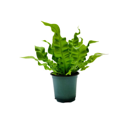 Crispy Wave Fern, Asplenium Nidus, Birds Nest Fern – Houseplants, Gift Plants, Bathroom Plants, Air Purifier – 4” Pot +Free Heatpack