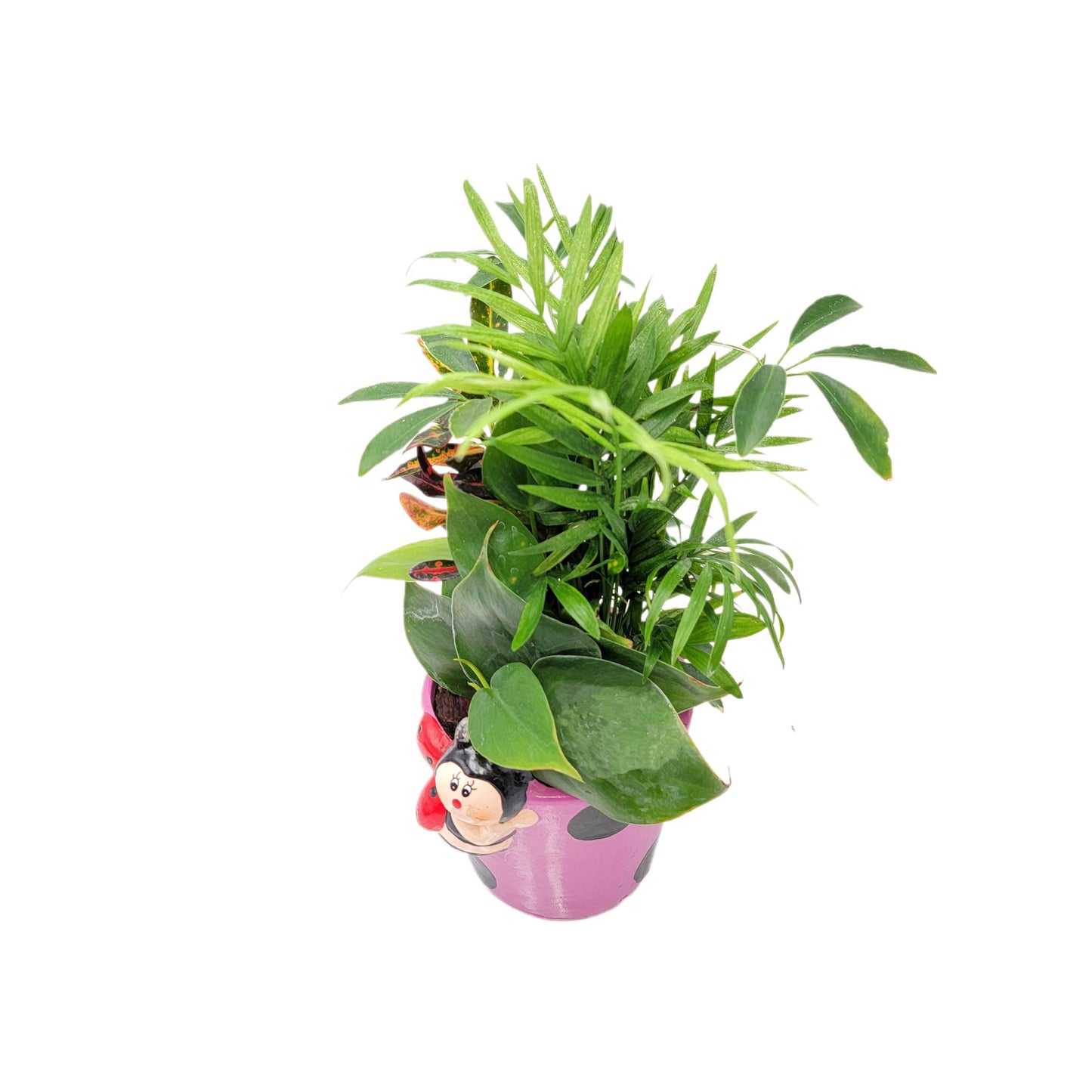 Dish Garden Mixed Plants in 6-Inch Ladybug Ceramic Planter - Cute Plant Gift, Live Indoor Houseplants, Novelty Planter, Air Purifying Plants