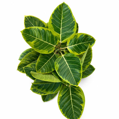 12” Ficus Altissima Yellow Gem Plant – Variegated Tropical Indoor Floor Plant