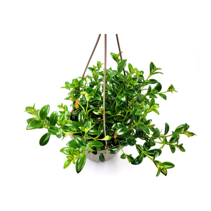 6" Hanging Basket of Goldfish Plant, Nematanthus gregarious – Houseplants, Flowering Plants, Foliage Plants, Home Décor