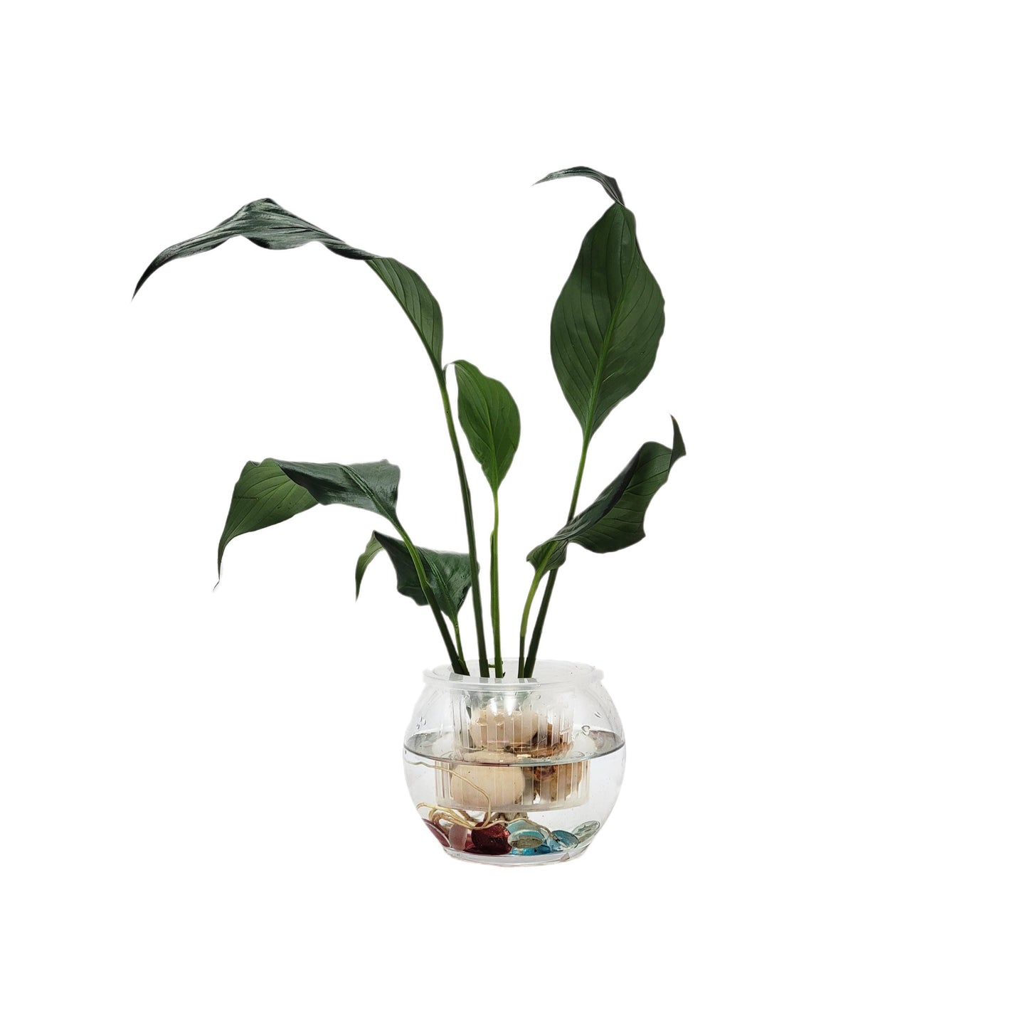 Modern Hydroponic Peace Lily in Glass Bowl with Supporting Net Cup - Air Purifying Indoor Plants, Low Light Houseplants, Free Heat Pack