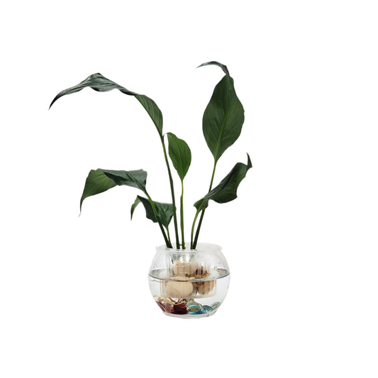 Modern Hydroponic Peace Lily in Glass Bowl with Supporting Net Cup - Air Purifying Indoor Plants, Low Light Houseplants, Free Heat Pack
