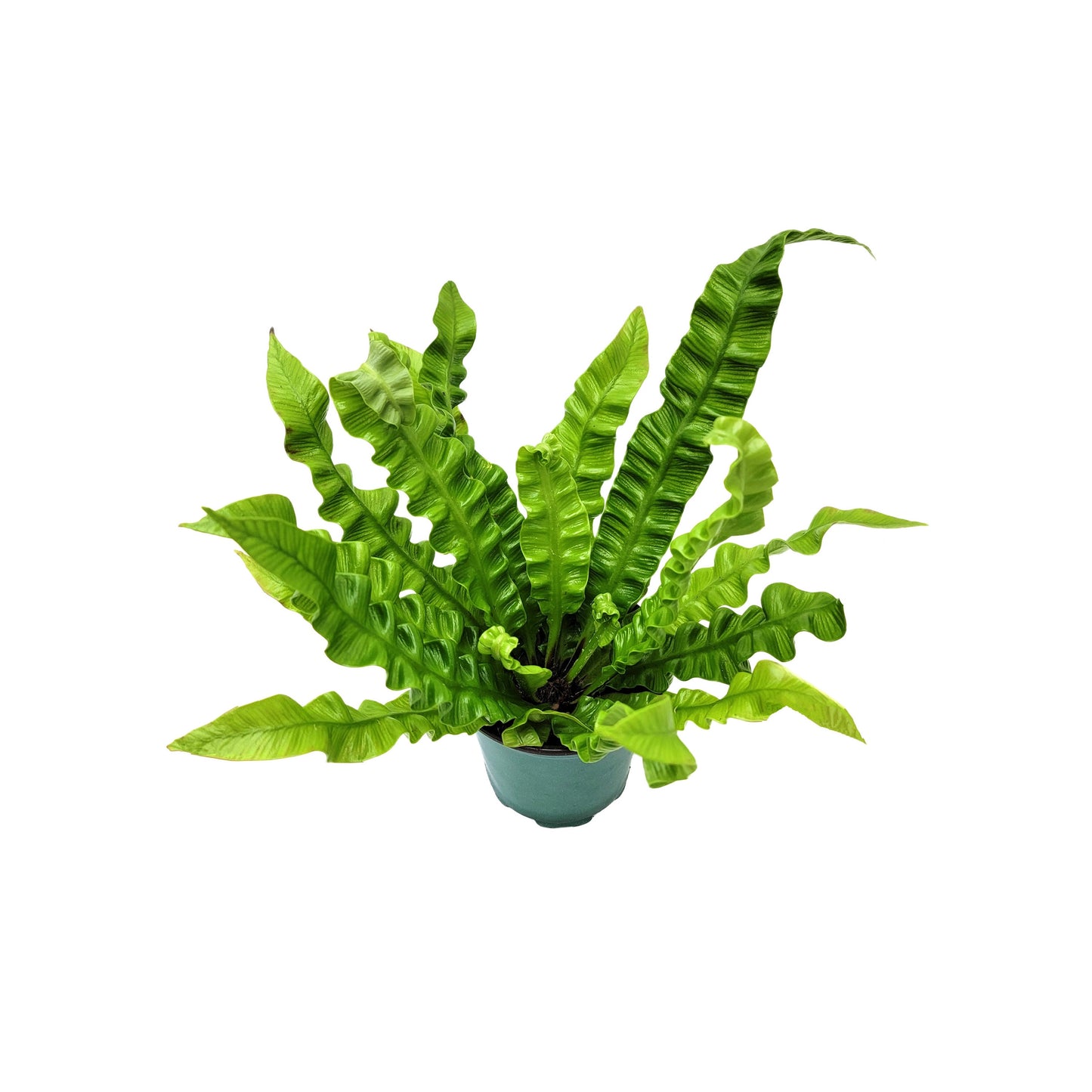 Crispy Wave Fern, Asplenium Nidus, Birds Nest Fern – Houseplants, Gift Plants, Bathroom Plants, Air Purifier – 4” Pot +Free Heatpack