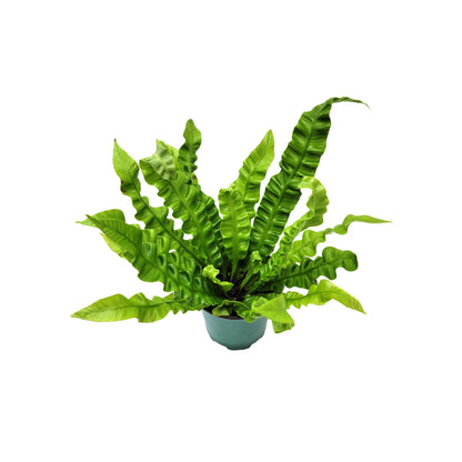 Crispy Wave Fern, Asplenium Nidus, Birds Nest Fern – Houseplants, Gift Plants, Bathroom Plants, Air Purifier – 4” Pot +Free Heatpack