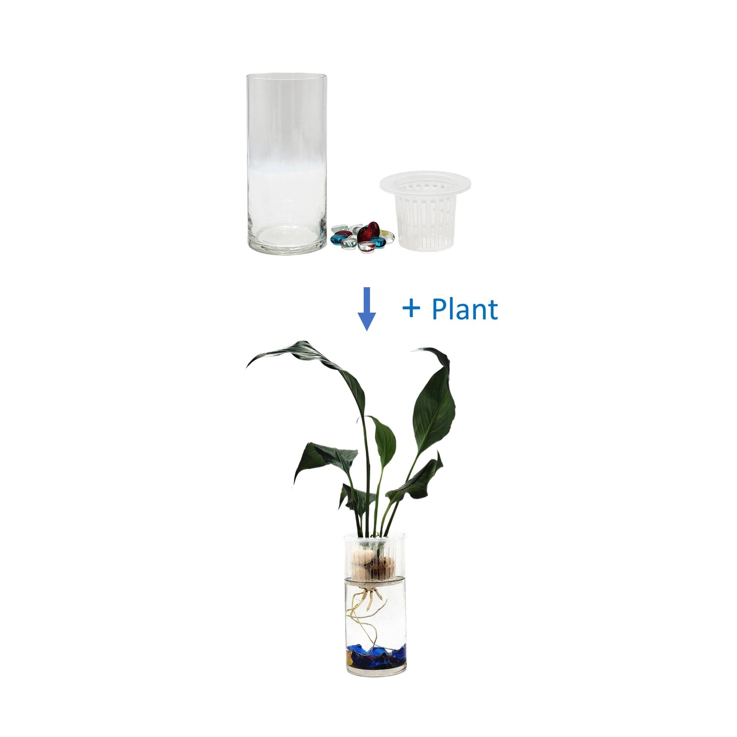 Modern Hydroponic Peace Lily in Glass Cylinder Vase, NASA-Approved Air Purifying Indoor Plant, Live Houseplant