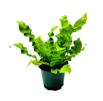 Crispy Wave Fern, Asplenium Nidus, Birds Nest Fern – Houseplants, Gift Plants, Bathroom Plants, Air Purifier – 4” Pot +Free Heatpack