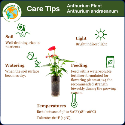 Anthurium in Glass Vase with LECA Pebbles for Drainage – Flowering Plant, Air Purifier, Indoor Plants, Houseplants, Free Heat Pack